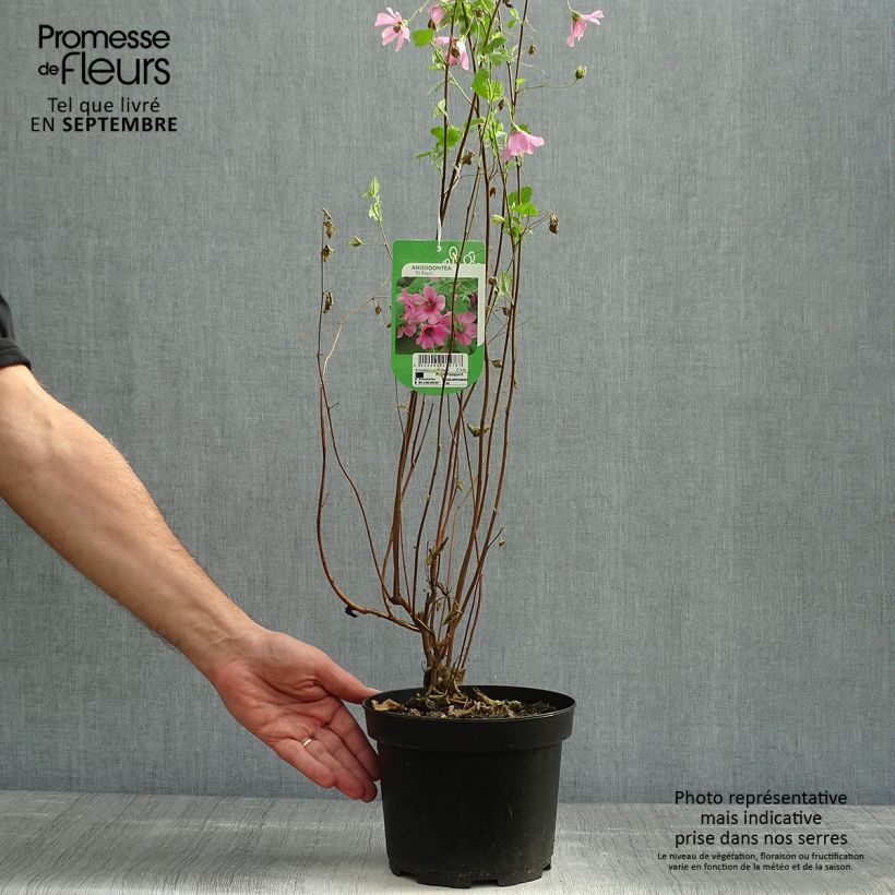 Example of Anisodontea capensis El Rayo - Anisodontea Topf mit 1,5L/2L as you get in automne