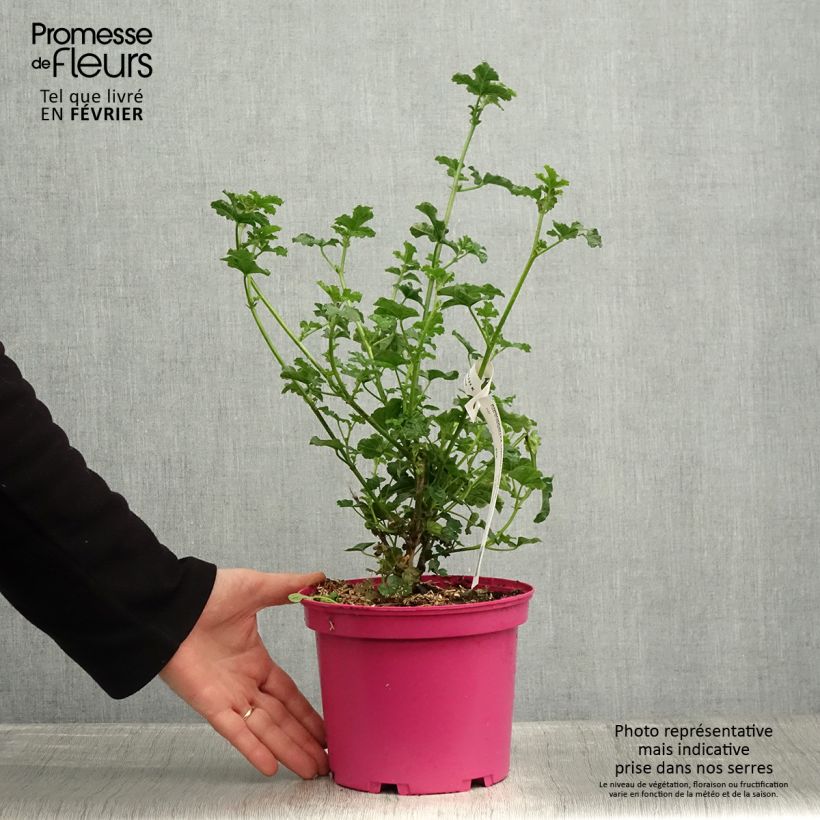 Example of Anisodontea (x) malvastroides Cristal rose - Anisodontea Topf mit 3L/4L as you get in hiver