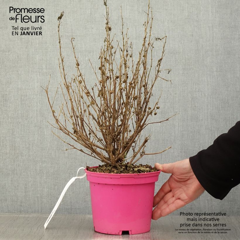 Example of Anisodontea Lady in Pink - Anisodontea Topf mit 3L/4L as you get in hiver