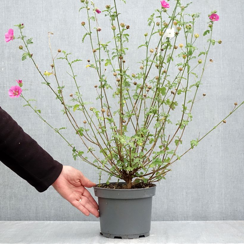 Exemplar von Anisodontea scabrosa Large Red - Anisodontea Topf mit 3L/4L wie im Herbst geliefert