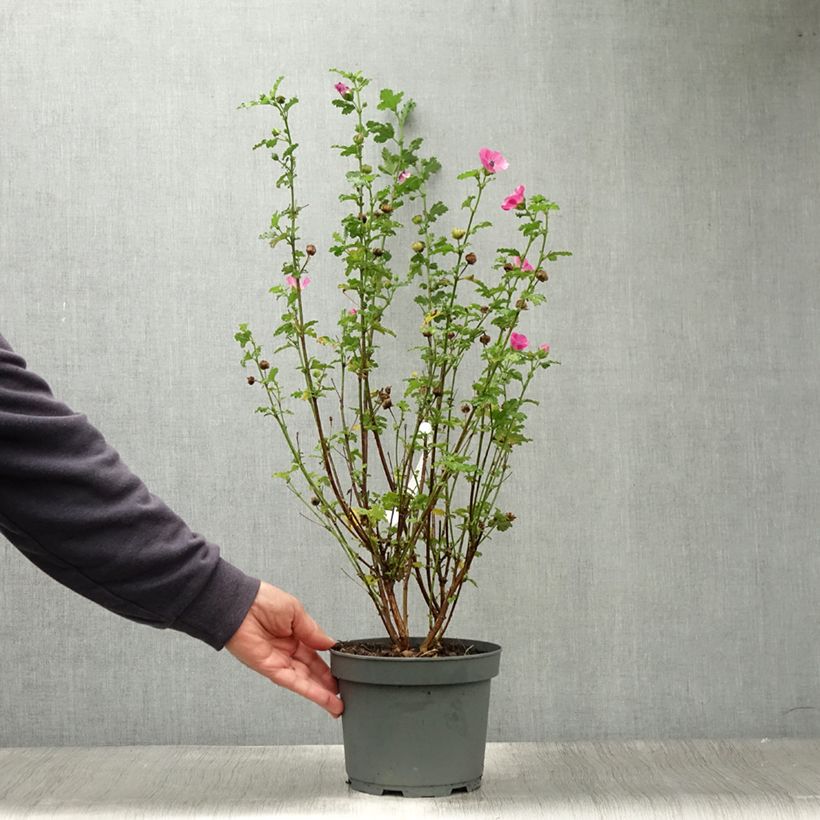 Example of Anisodontea scabrosa Large Red - Anisodontea Topf mit 3L/4L as you get in ete