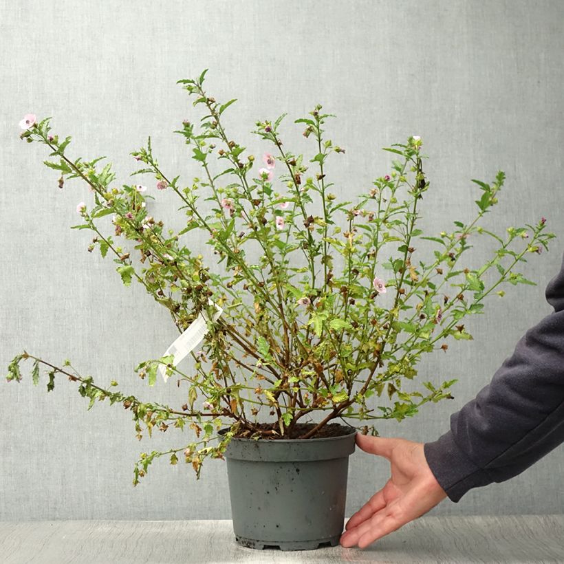 Example of Anisodontea scabrosa Miss Pinky - Anisodontea Topf mit 3L/4L as you get in ete