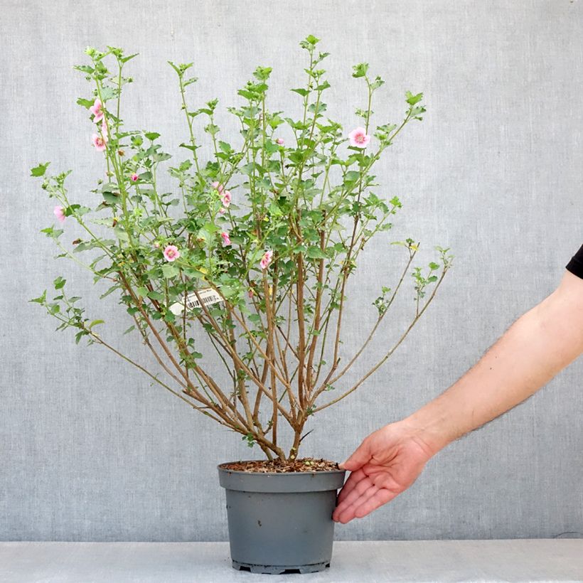 Exemplar von Anisodontea scabrosa Miss Pinky - Anisodontea Topf mit 3L/4L wie im Frühjahr geliefert