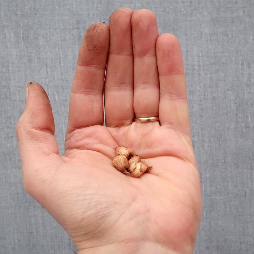 Example of Anomatheca laxa - Scheiniris Zwiebel size I as you get in printemps