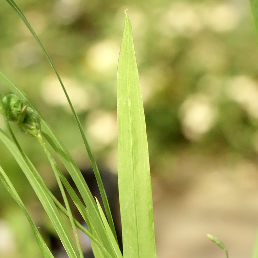 Anomatheca laxa - Scheiniris (Foliage)
