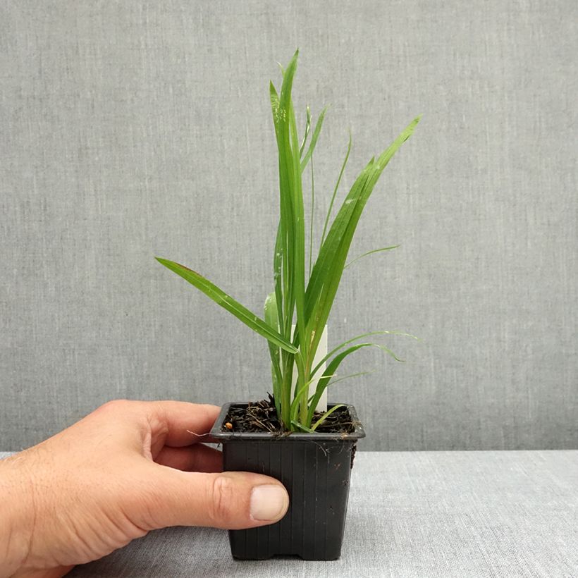 Exemplar von Anomatheca laxa - Scheiniris Kleine Töpfe von 8/9 cm Kaliber/Größe I wie im Frühjahr geliefert