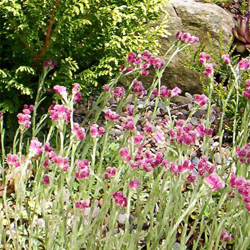 Antennaria dioica Rubra - Gemeines Katzenpfötchen (Flowering)