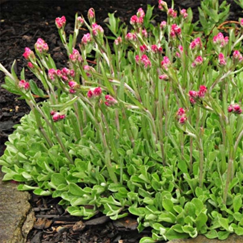 Antennaria dioica Rubra - Gemeines Katzenpfötchen (Plant habit)