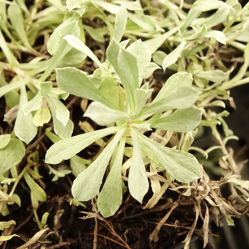 Antennaria dioica Rubra - Gemeines Katzenpfötchen (Foliage)