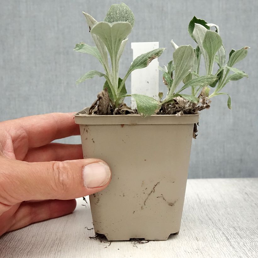 Exemplar von Antennaria plantaginifolia - Wegerichblättriges Katzenpfötchen Kleine Töpfe von 8/9 cm wie im Sommer geliefert