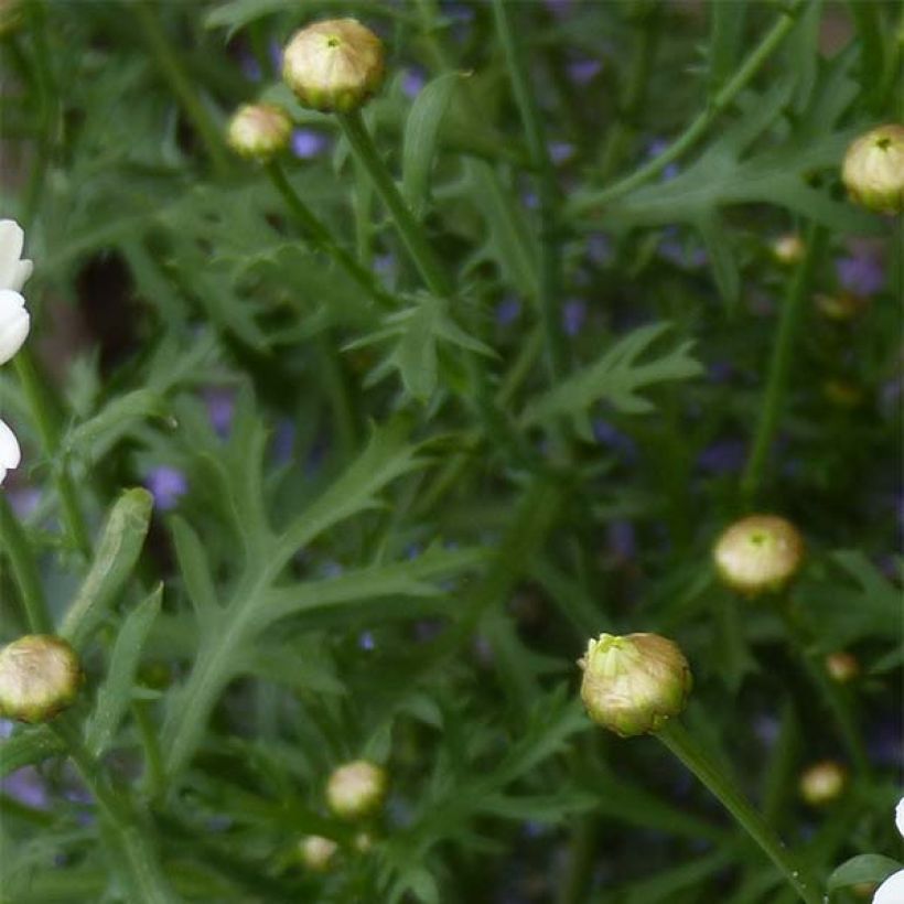 Kanarische Strauch-Margerite Butterfly Yellow - Argyranthemum frutescens (Foliage)