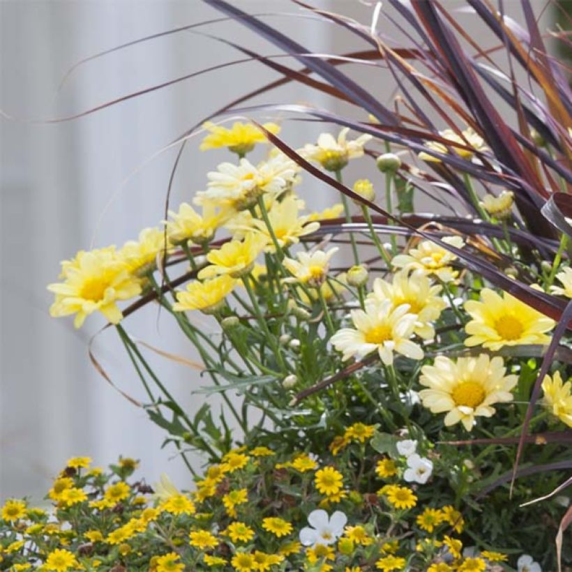 Kanarische Strauch-Margerite Butterfly Yellow - Argyranthemum frutescens (Flowering)