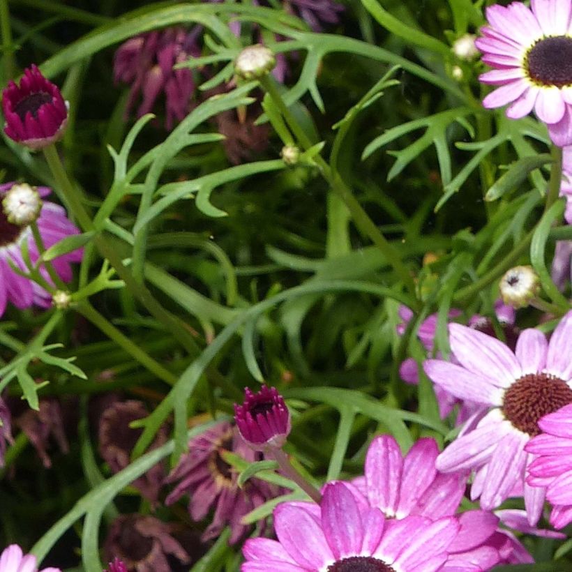 Kanarische Strauch-Margerite Grandaisy Pink Tourmaline - Argyranthemum (Foliage)