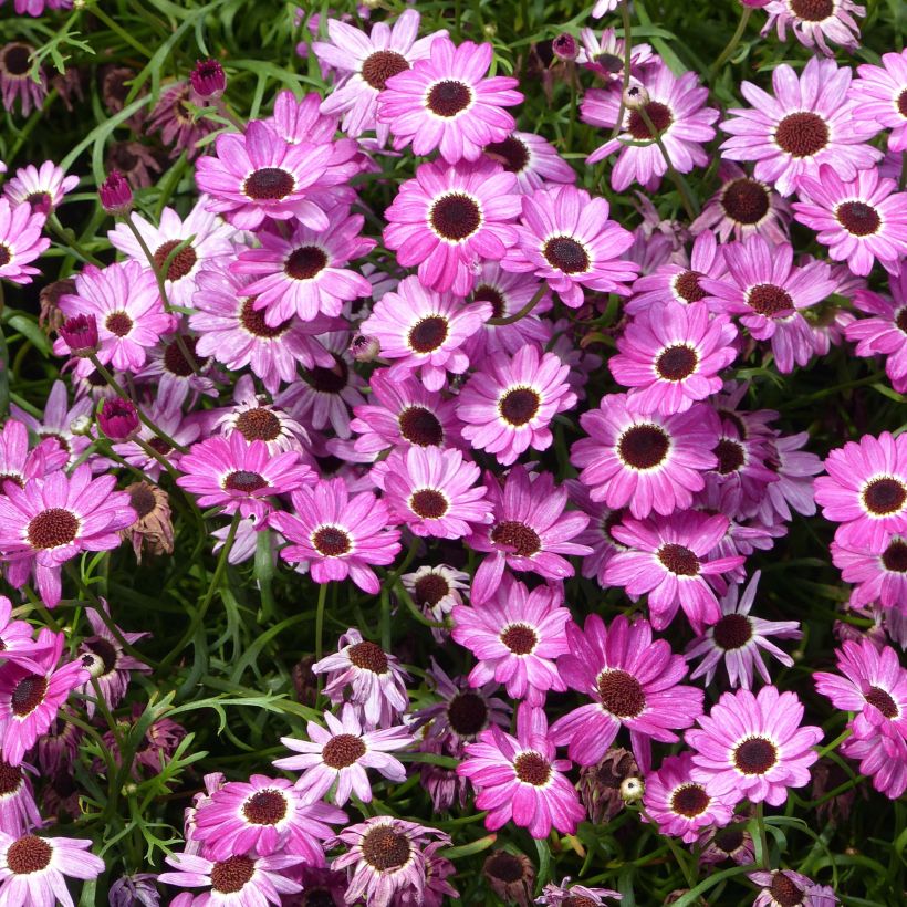 Kanarische Strauch-Margerite Grandaisy Pink Tourmaline - Argyranthemum (Flowering)