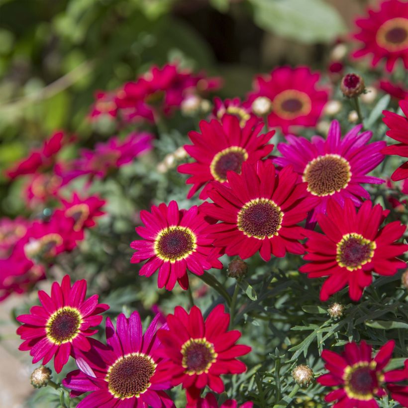 Kanarische Strauch-Margerite Grandaisy Ruby - Argyranthemum (Plant habit)