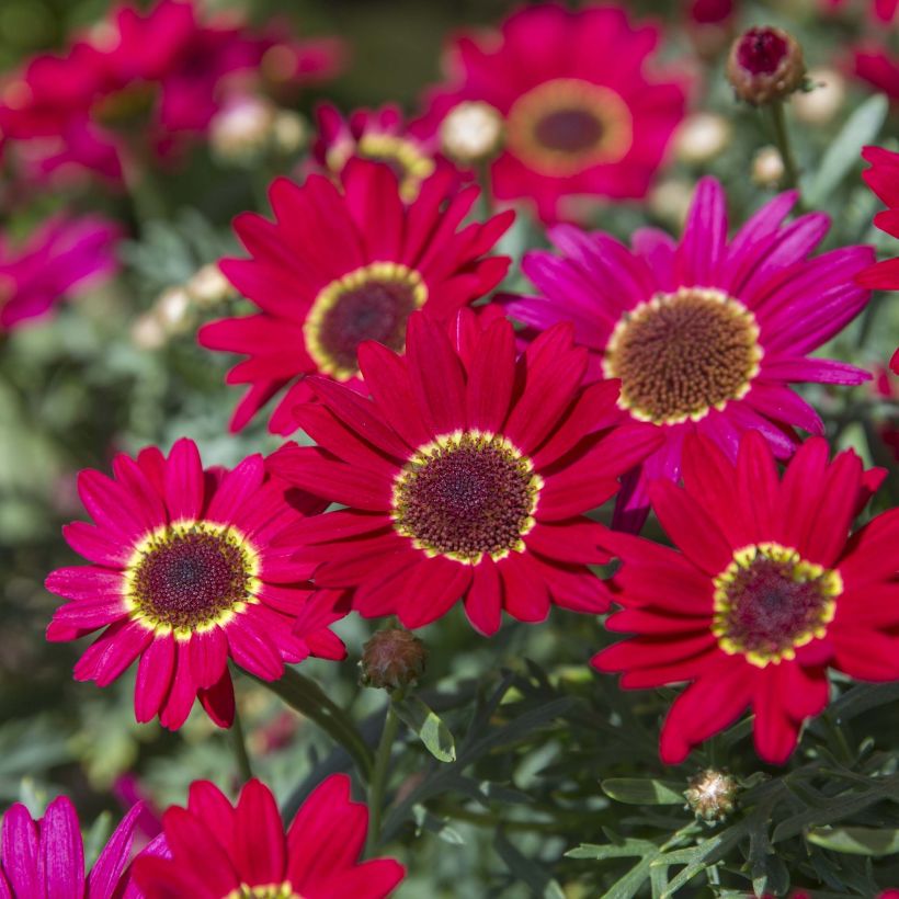 Kanarische Strauch-Margerite Grandaisy Ruby - Argyranthemum (Flowering)