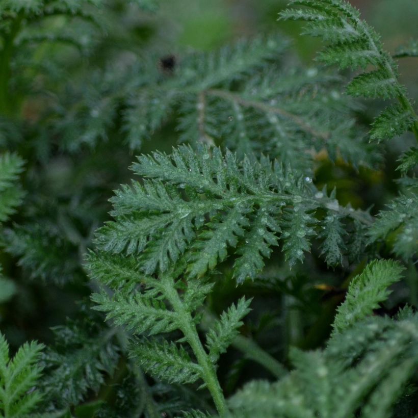 Anthemis tinctoria Sauce Hollandaise - Färber-Hundskamille (Foliage)
