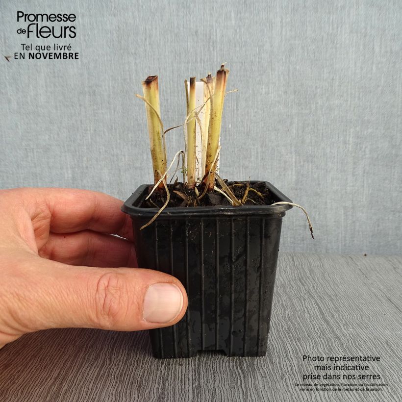 Example of Anthericum saundersiae Starlight - Graslilie Kleine Töpfe von 8/9 cm as you get in automne