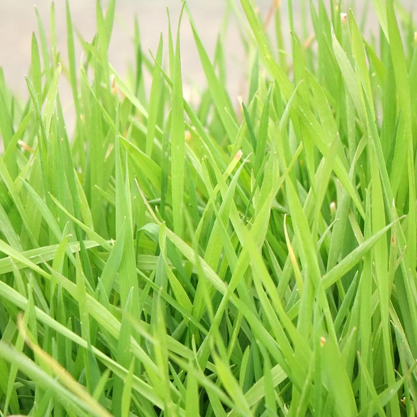 Anthoxanthum odoratum - Gewöhnliches Ruchgras (Foliage)