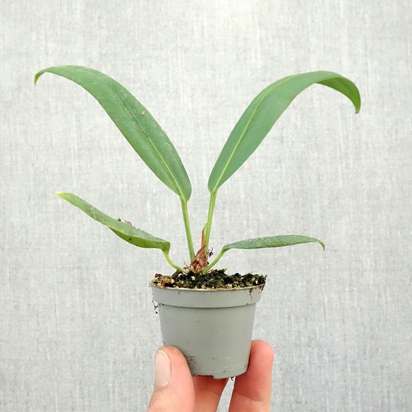 Exemplar von Flamingoblumen - Anthurium bakeri Mini-plante wie im Herbst geliefert