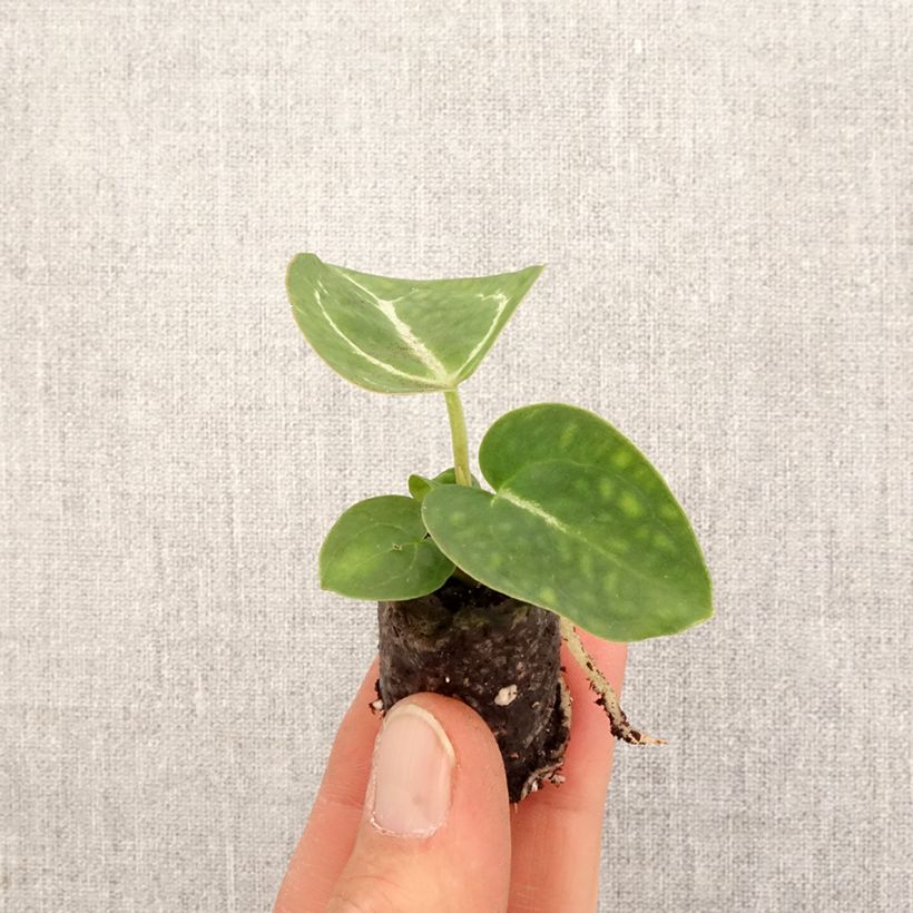 Example of Flamingoblumen - Anthurium crystallinum Mini-plante as you get in printemps