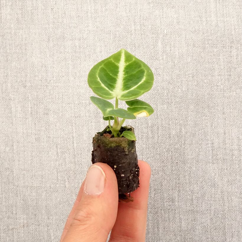Example of Flamingoblumen - Anthurium Dorayaki Mini-plante as you get in printemps