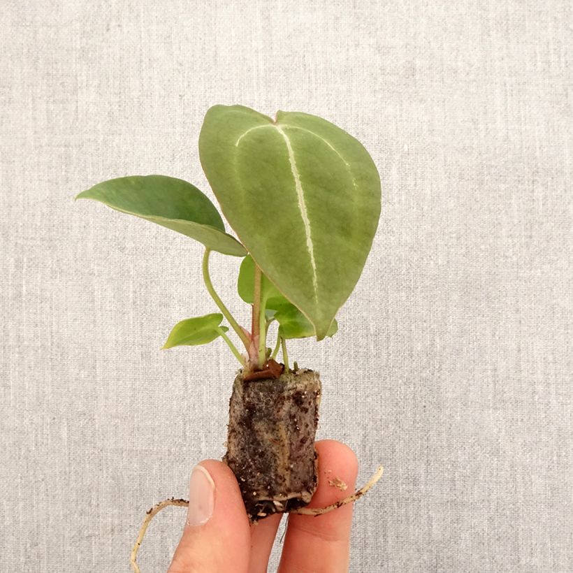 Example of Flamingoblumen - Anthurium forgetii Mini-plante as you get in printemps