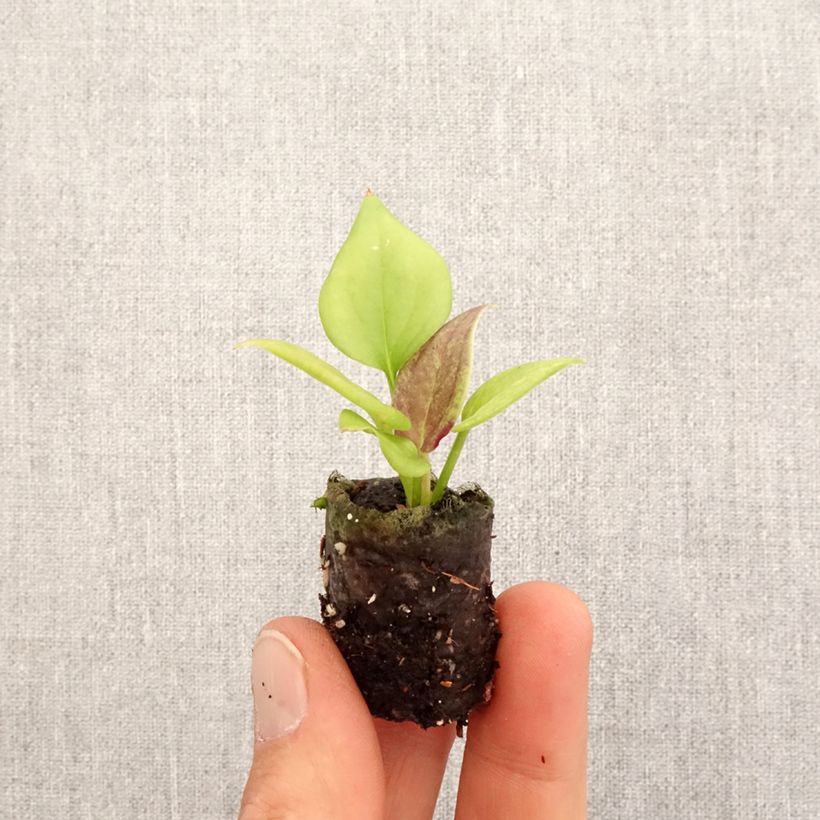 Example of Flamingoblumen - Anthurium jenmanii Gold Mini-plante as you get in printemps