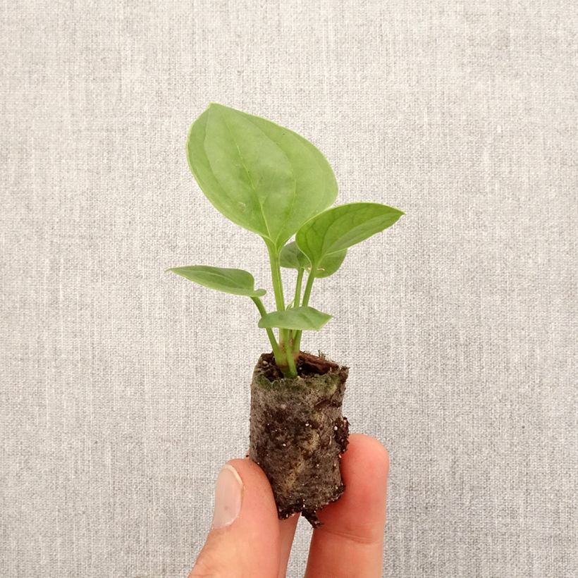 Example of Flamingoblumen - Anthurium jenmanii Green Jady Mini-plante as you get in printemps