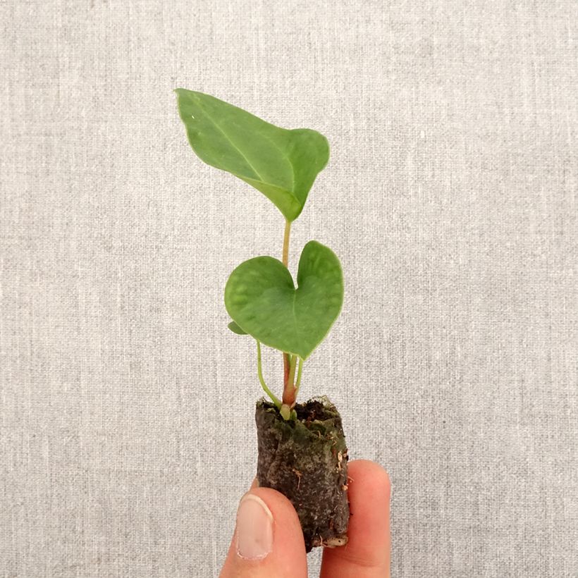 Example of Flamingoblumen - Anthurium magnificum x Dark Phoenix Mini-plante as you get in printemps