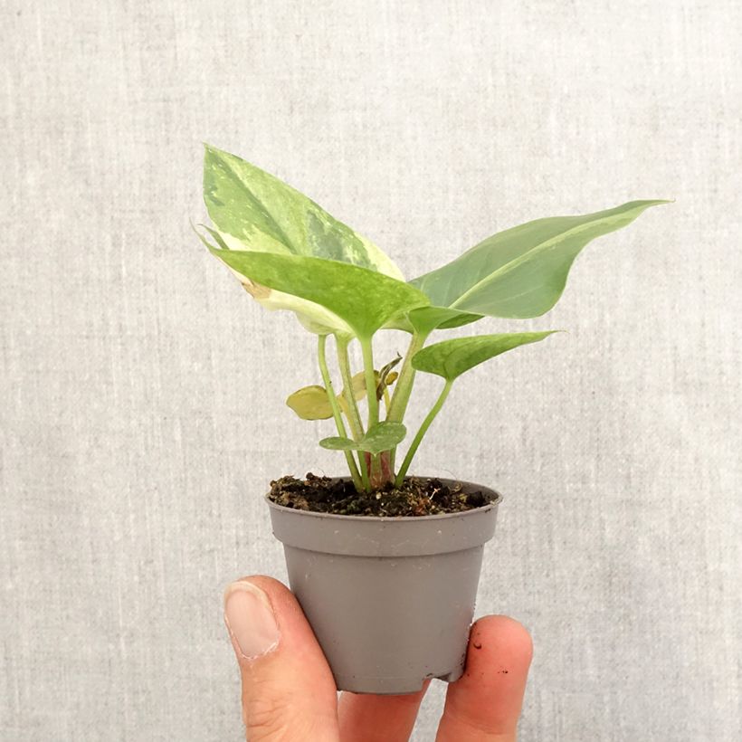 Example of Flamingoblumen - Anthurium Renaissance Variegata Mini-plante as you get in printemps