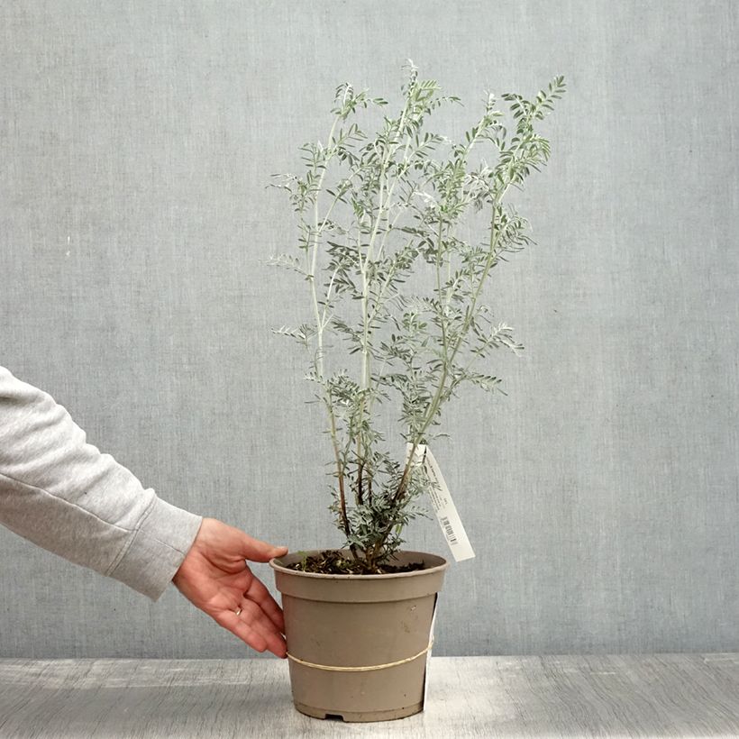 Example of Anthyllis barba-jovis - Jupiterbart Topf mit 4L/5L as you get in automne