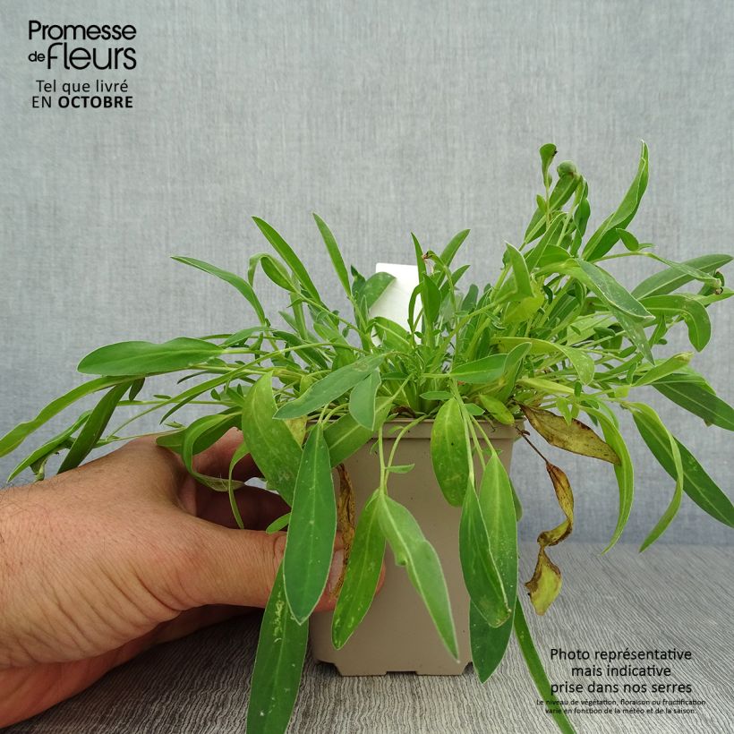 Example of Anthyllis vulneraria - Gewöhnlicher Wundklee Kleine Töpfe von 8/9 cm as you get in automne