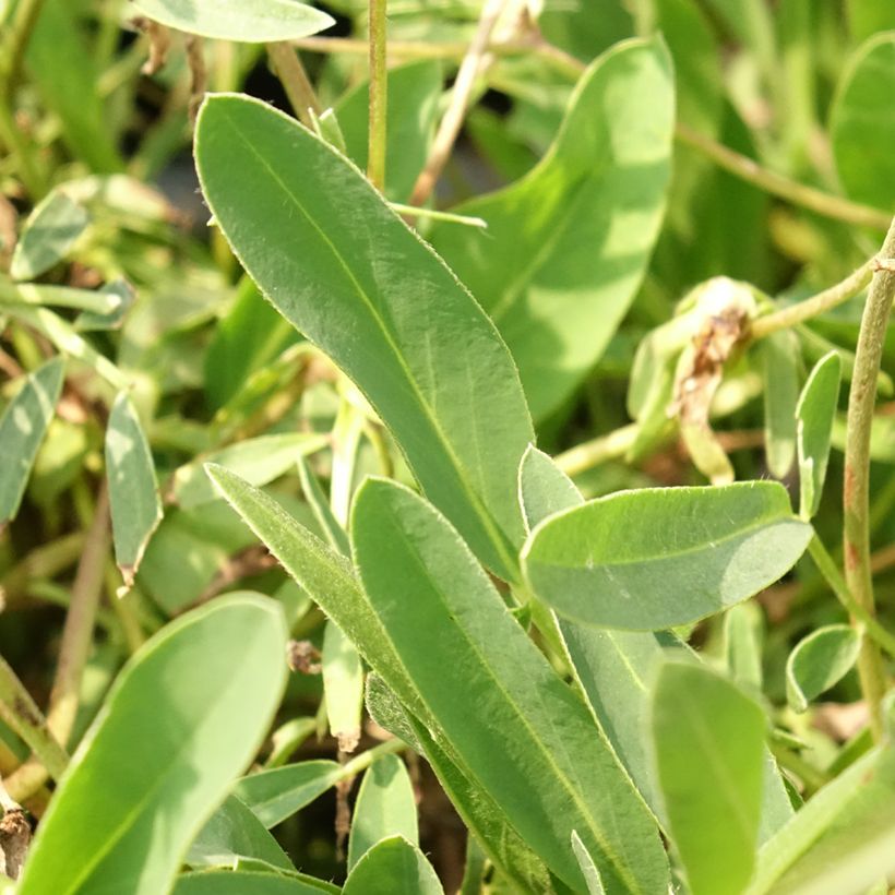 Anthyllis vulneraria var. coccinea - Gewöhnlicher Wundklee (Foliage)