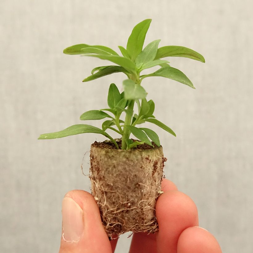 Example of Löwenmäulchen Dazzling Lips Pink - Antirrhinum Mini-Plug Ø 3/4 cm as you get in printemps