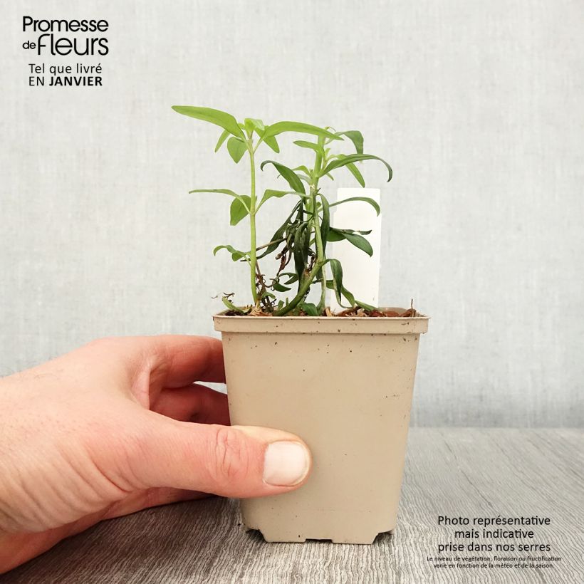 Exemplar von Löwenmäulchen Pretty in Pink - Antirrhinum Kleine Töpfe von 8/9 cm wie im Winter geliefert