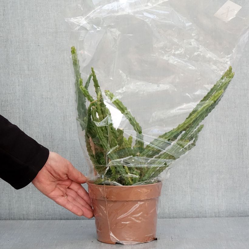 Example of Aporophyllum malisonii Topf mit 2L/3L as you get in hiver