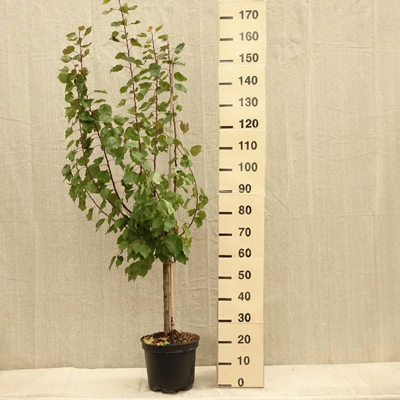 Example of Prunus Aprium Cot'n Candy Topf mit 7,5L/10L, Gobelet-Form as you get in automne