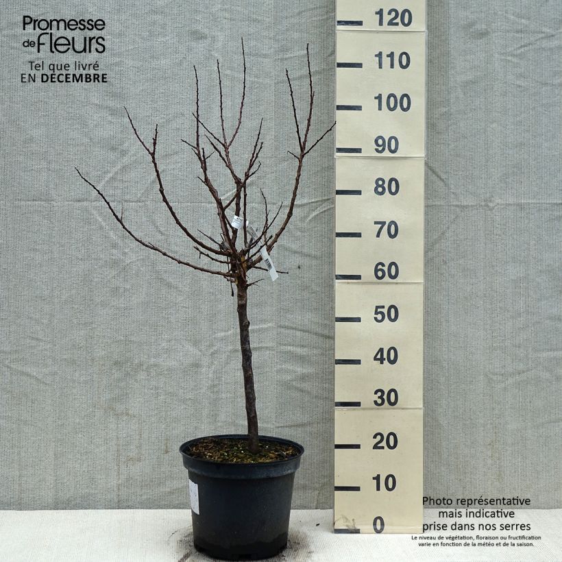 Exemplar von Prunus Aprium Cot'n Candy Topf mit 7,5L/10L, Gobelet-Form wie im Winter geliefert