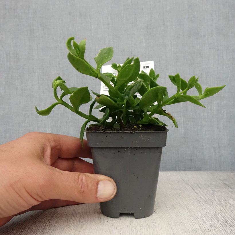 Example of Aptenia cordifolia - Aptenie Kleine Töpfe von 8/9 cm as you get in printemps