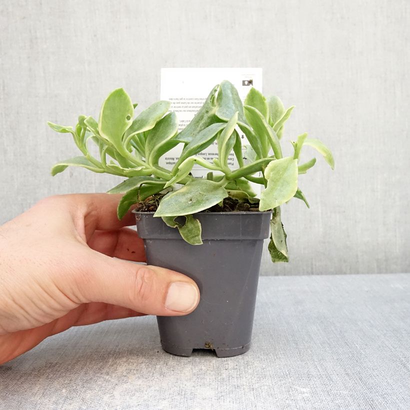 Exemplar von Aptenia cordifolia Variegata - Aptenie Kleine Töpfe von 8/9 cm wie im Winter geliefert