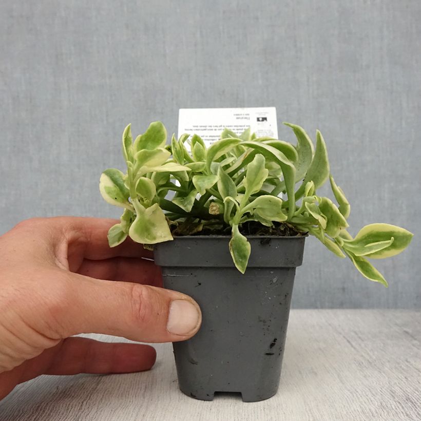 Example of Aptenia cordifolia Variegata - Aptenie Kleine Töpfe von 8/9 cm as you get in printemps