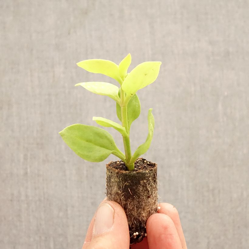 Exemplar von Aptenia cordifolia Golden Cascade - Aptenie Mini-Plug Ø 3/4 cm wie im Frühjahr geliefert