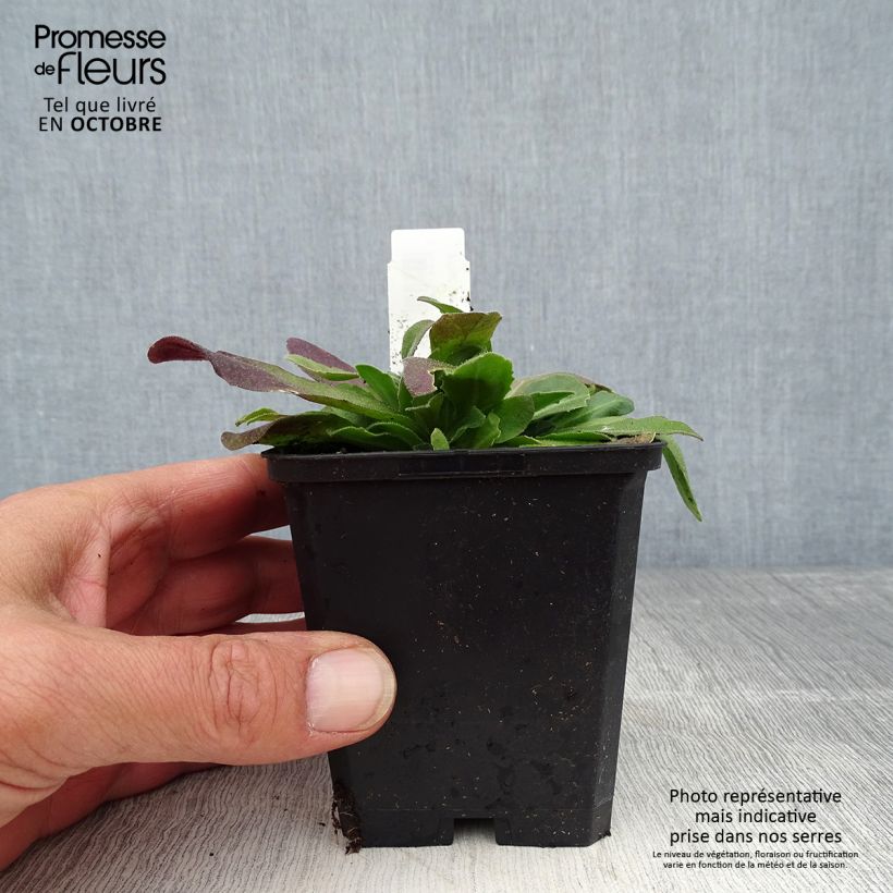 Example of Arabis blepharophylla Frühlingzauber - Wimpernblättrige Gänsekresse Kleine Töpfe von 8/9 cm as you get in automne