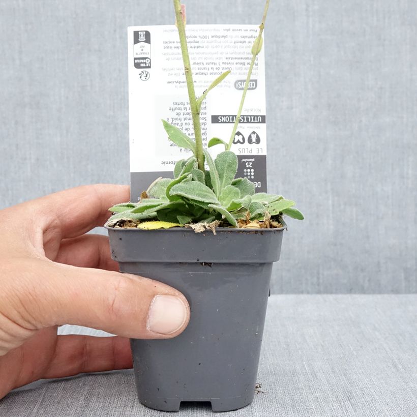 Example of Arabis blepharophylla Rose Delight - Wimpernblättrige Gänsekresse Kleine Töpfe von 7/8 cm as you get in ete