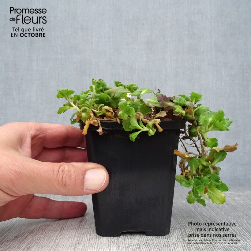 Example of Arabis caucasica Pinkie - Kaukasische Gänsekresse Kleine Töpfe von 8/9 cm as you get in automne