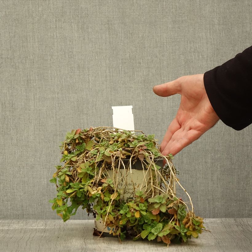 Example of Arabis caucasica Alabaster - Kaukasische Gänsekresse Topf mit 2L/3L as you get in automne
