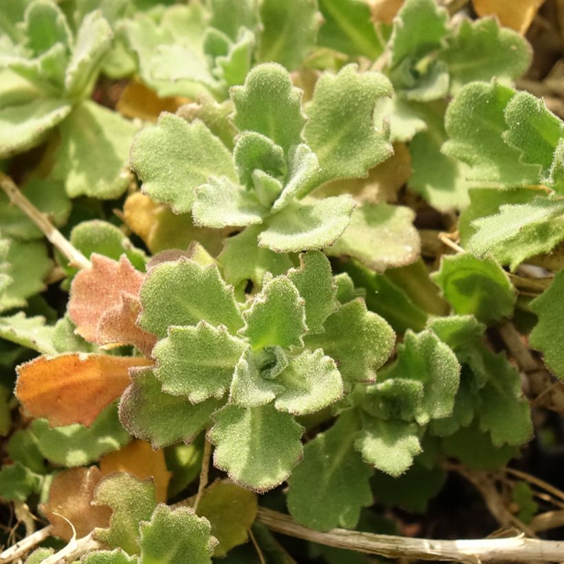 Arabis caucasica Alabaster - Kaukasische Gänsekresse (Foliage)
