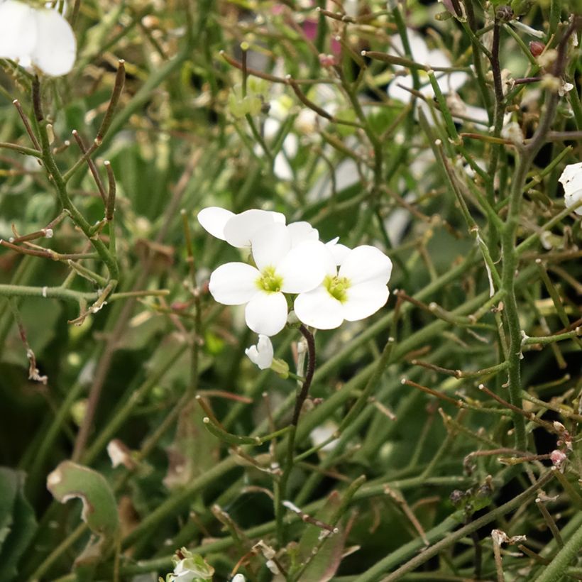 Arabis caucasica Alabaster - Kaukasische Gänsekresse (Flowering)
