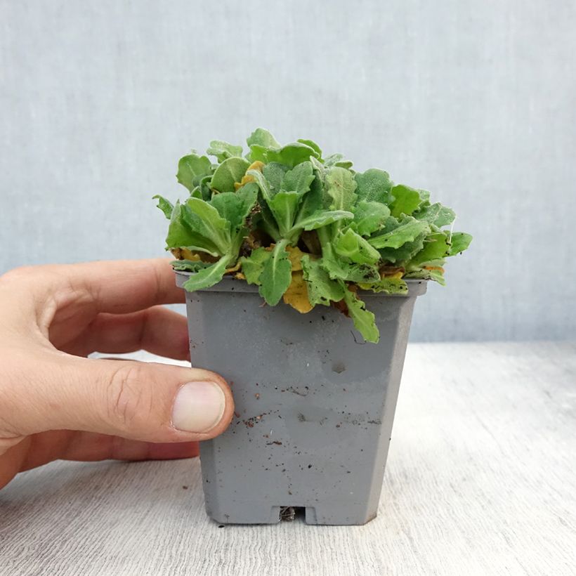 Example of Arabis caucasica Plena - Kaukasische Gänsekresse Kleine Töpfe von 7/8 cm as you get in automne